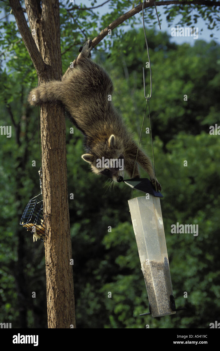 Mischievious raton laveur tête en bas d'un arbre à partir de "vol de nourriture - preuve' écureuil mangeoire, Midwest USA Banque D'Images