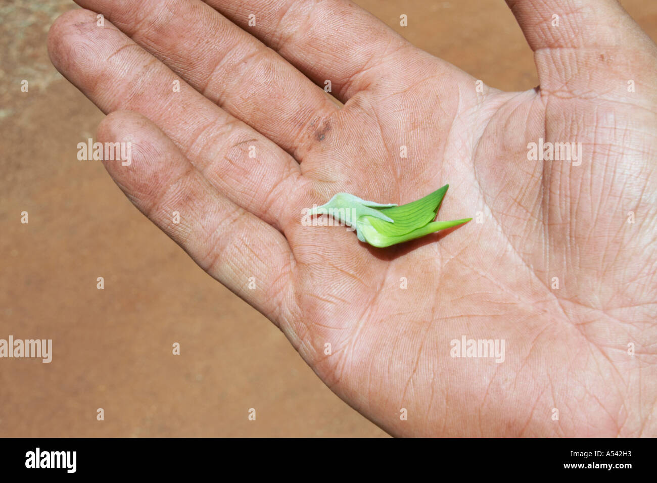 Oiseau vert fleur dans une main Crotalaria cunninghamii région de Pilbara en Australie-Occidentale WA Banque D'Images