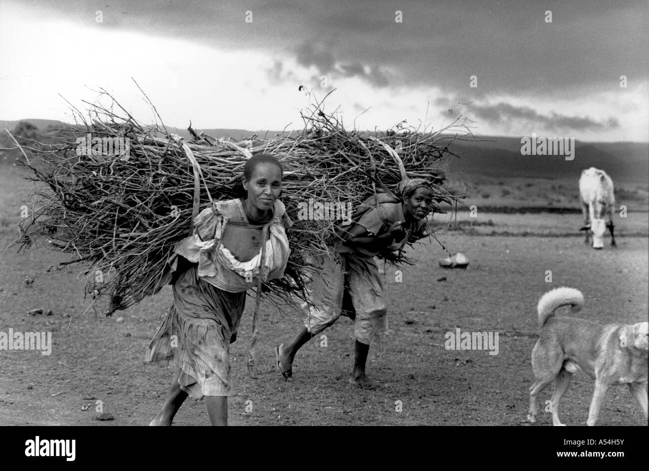Painet AC1494 du travail en noir et blanc des femmes portant des bois de l'érythrée bw images au pays en développement, pays économiquement moins Banque D'Images