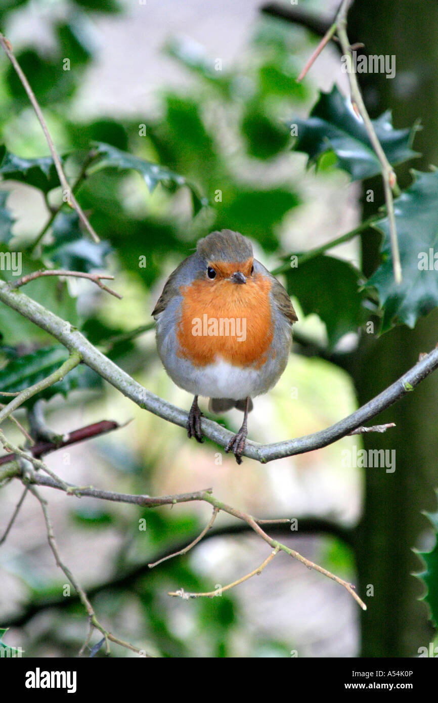 Erithacus rubecula aux abords Banque D'Images