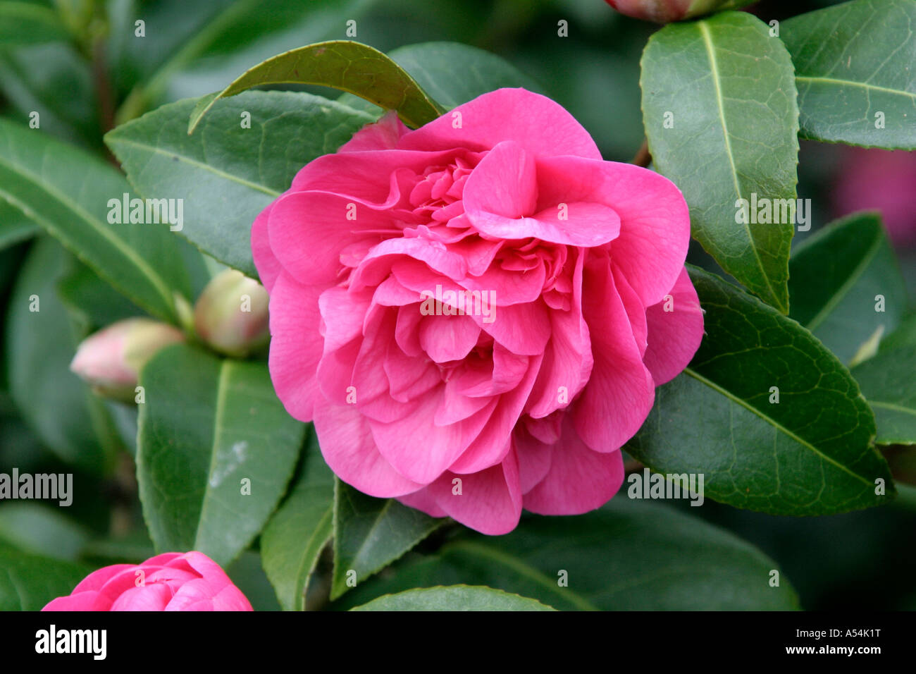 Camellia x williamsii Elsie Jury Banque D'Images