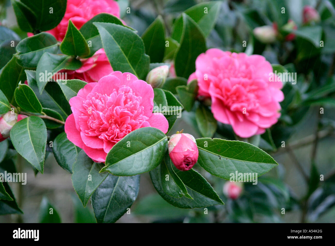 Camellia x williamsii Prévision Banque D'Images