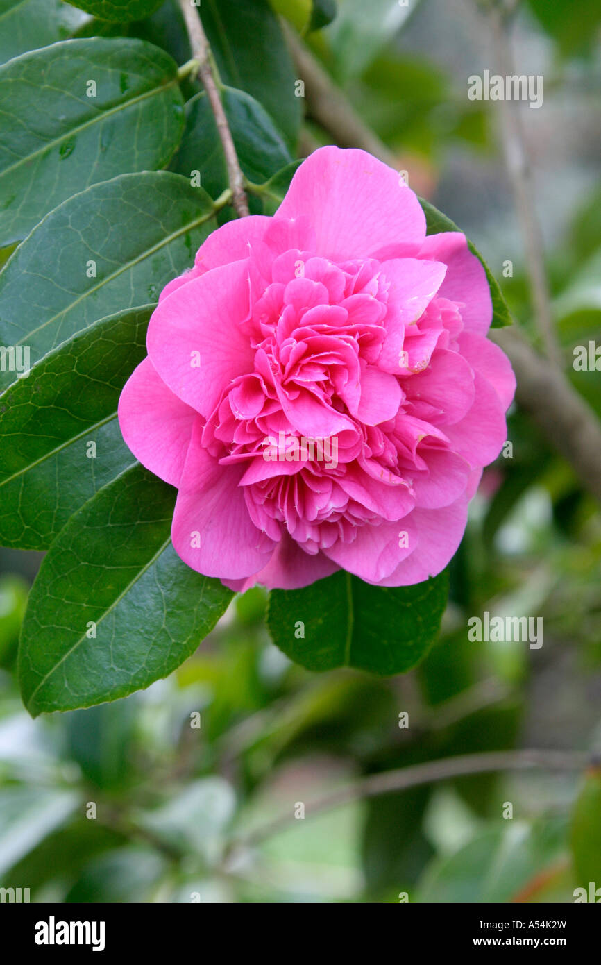 Camellia x williamsii Debbie Banque D'Images