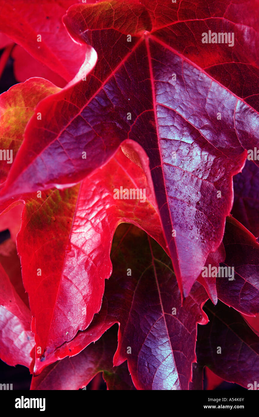 Couleurs d'automne rouge feuilles de lierre de Boston du Parthenocissus tricuspidata Banque D'Images
