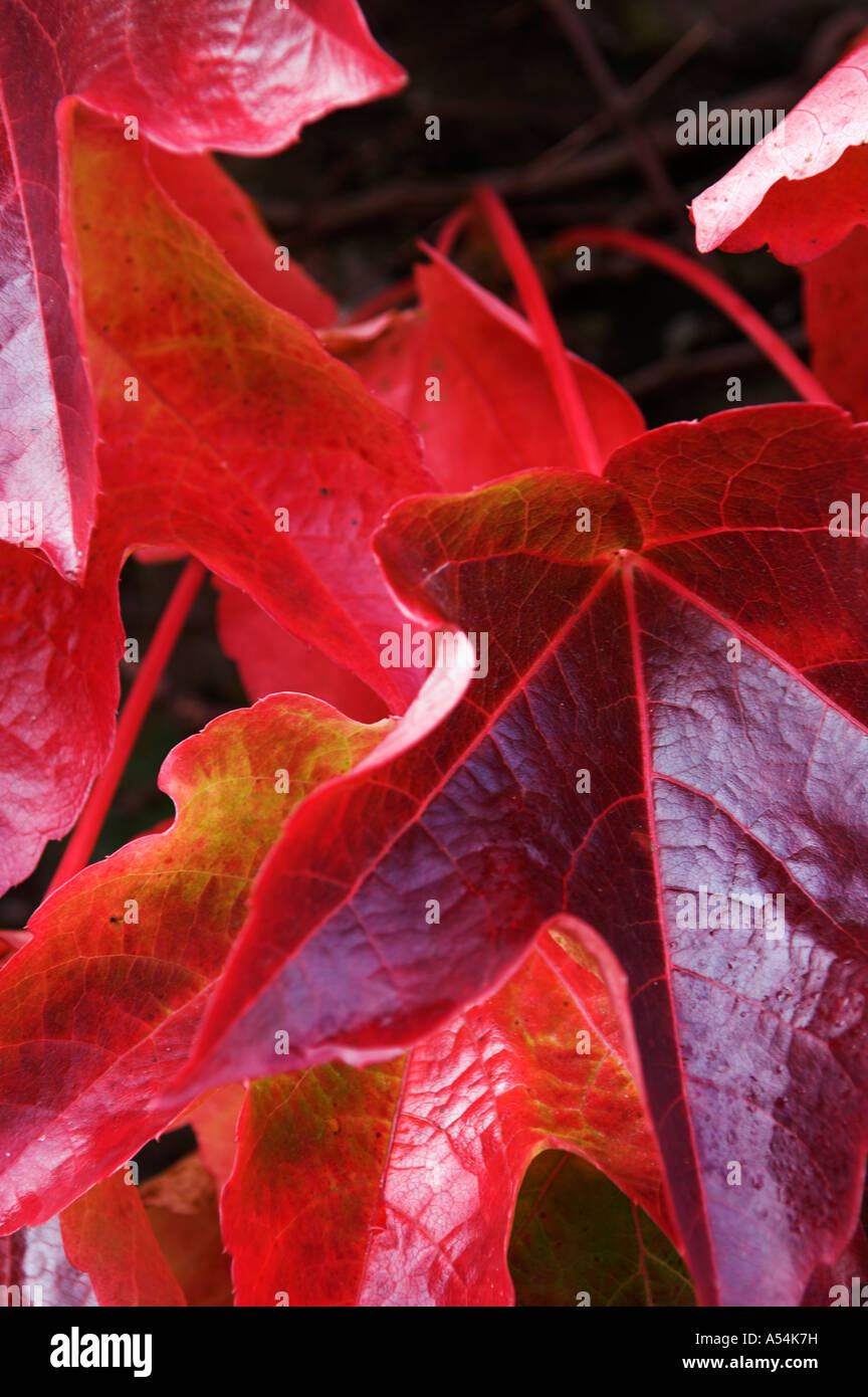 Couleurs d'automne rouge feuilles de lierre de Boston du Parthenocissus tricuspidata Banque D'Images
