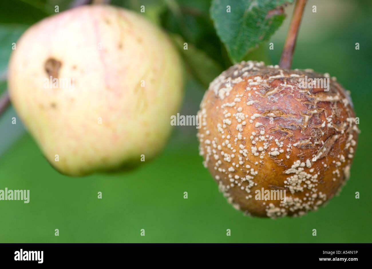 Close-up of a brown apple en décomposition sur apple tree branch Banque D'Images