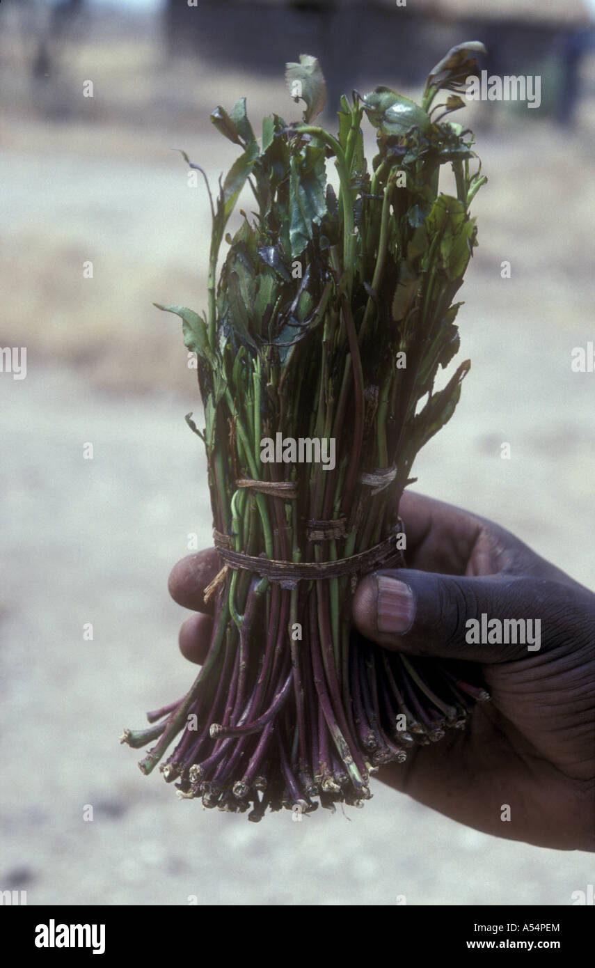 Un tas de miraa ou Khat étant offerts à la vente au marché de l'Afrique de l'Est Kenya Meru Banque D'Images