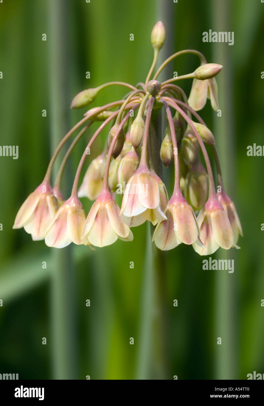 Un gros plan de l'éduca tion' 'allium fleurs en forme de cloche. Banque D'Images