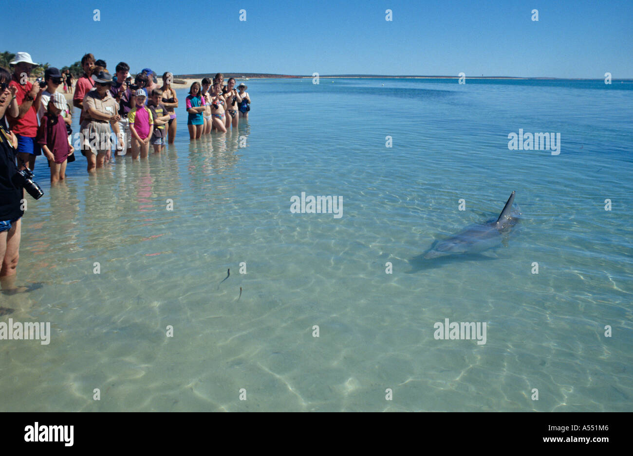 À proximité de dauphin nage dans le tourisme à Shark Bay Australie monkey mia Banque D'Images