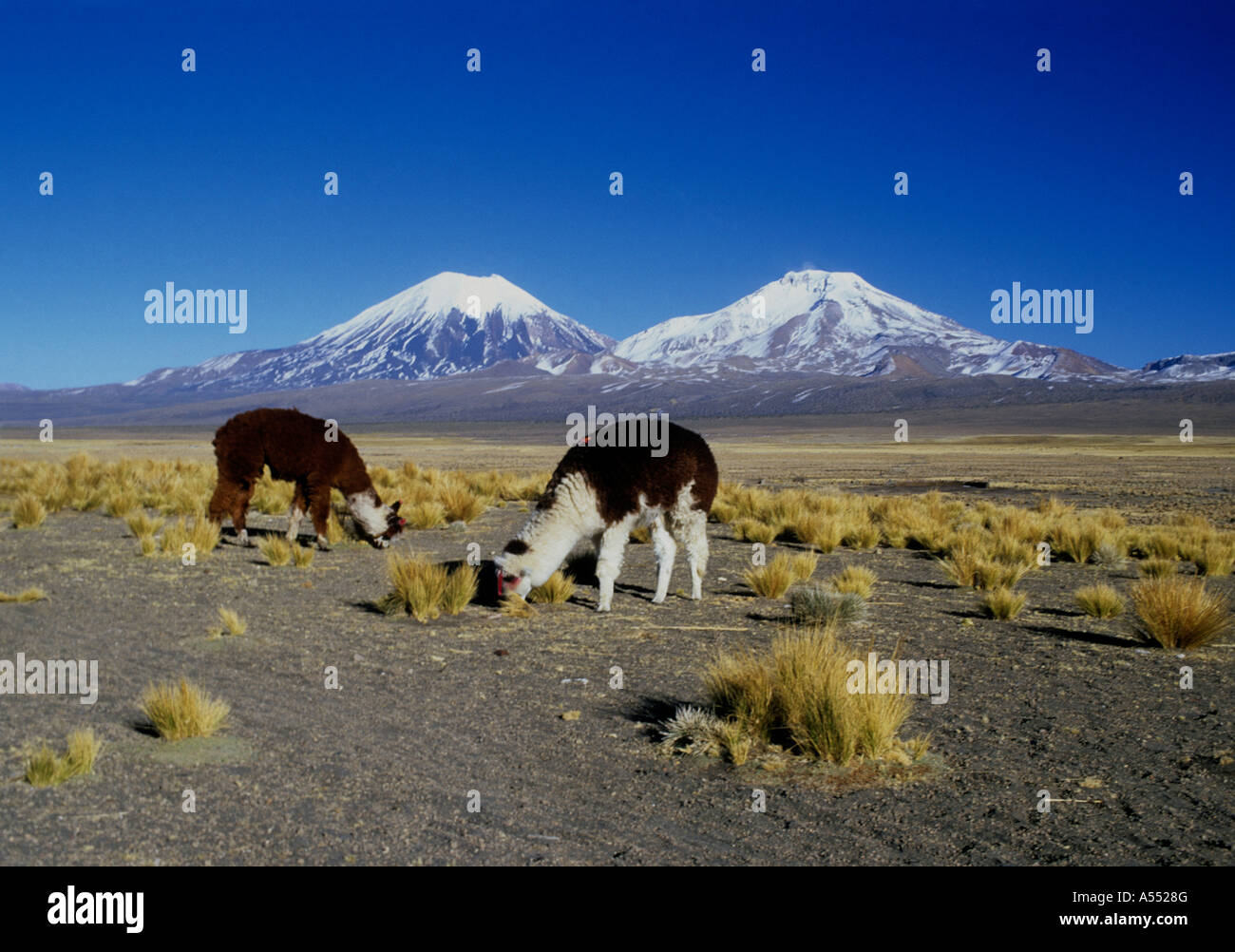 Alpagas (Vicugna pacos) paissant sur l'ichu (Jarava ichu), volcans Payachatas en arrière-plan, Parc national de Sajama, Bolivie Banque D'Images