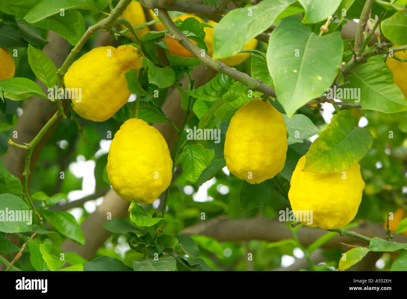 Lemon Tree à Alsancak Chypre du Nord Banque D'Images