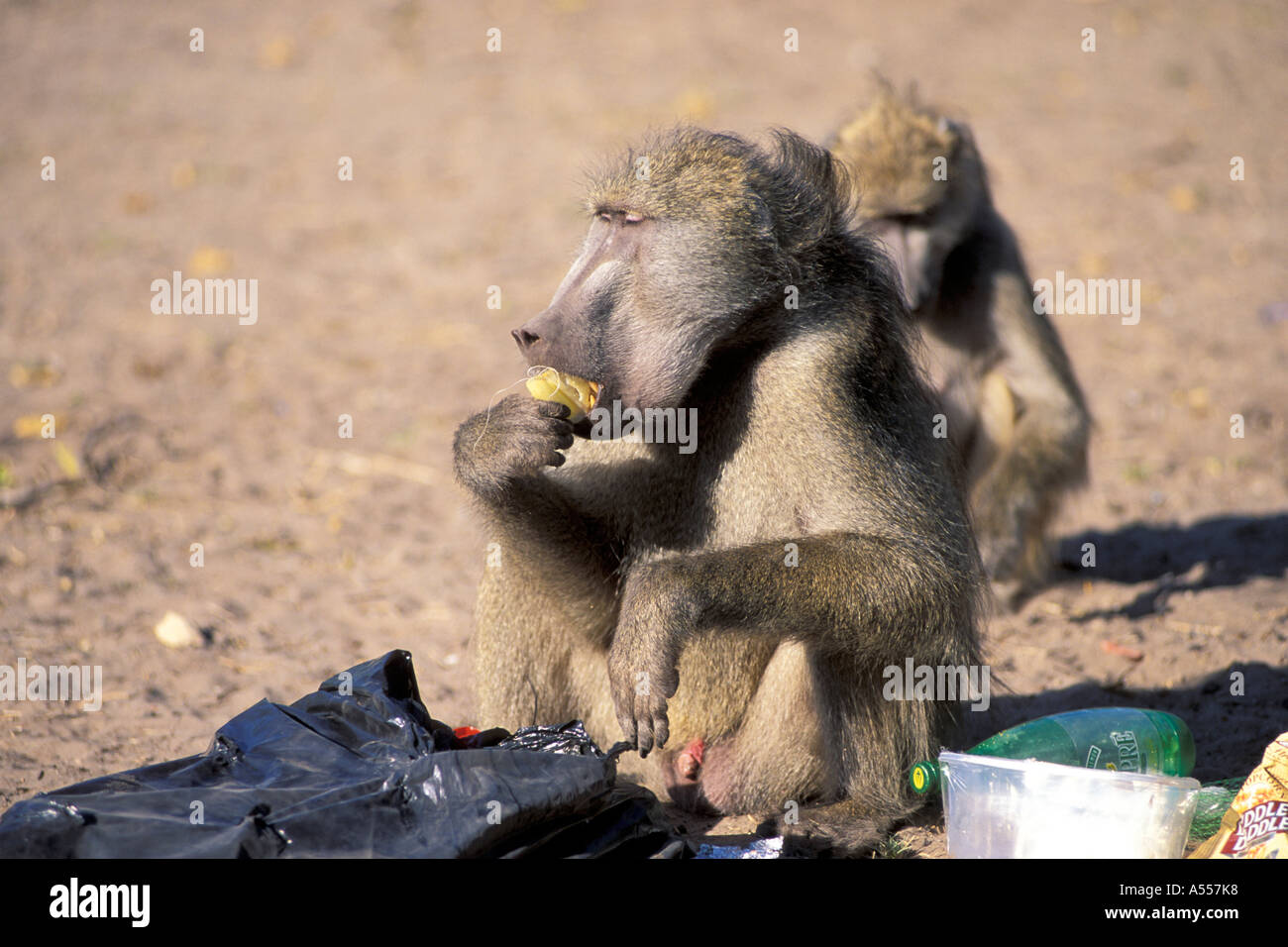 Les babouins sont contrôler un sac à ordures et déchets alimentaires Botswana Banque D'Images