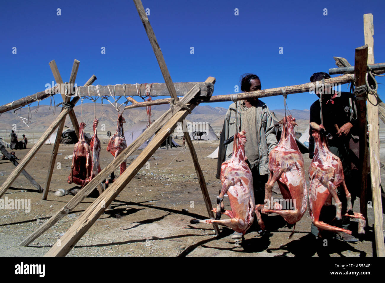L'abattage des ovins Tibet nomades Banque D'Images