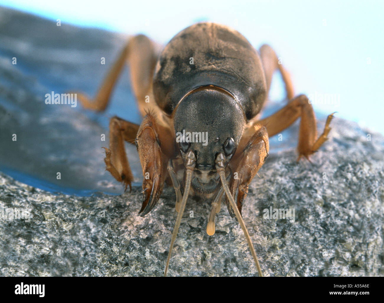 Mole cricket gryllotalpa gryllotalpa Banque de photographies et d ...
