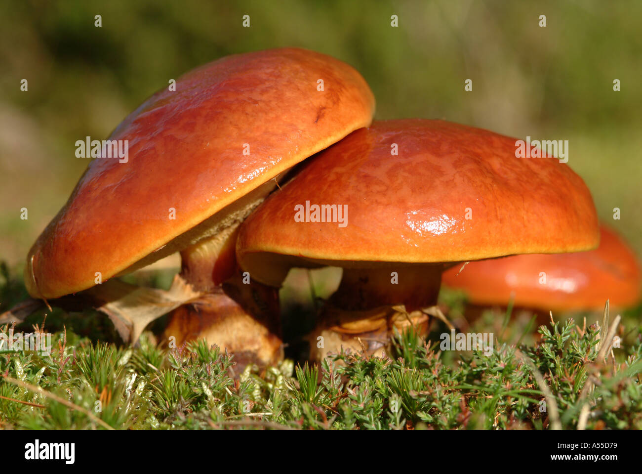 Les champignons en automne Ecosse Galloway Forest Banque D'Images