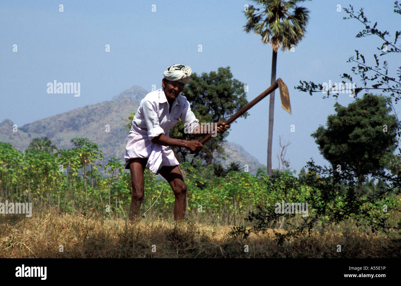 Painet ik0362 inde 70ans cultivant la terre tangaya nagercoil Tamil Nadu dans le monde où son utilisation a permis de publication Banque D'Images