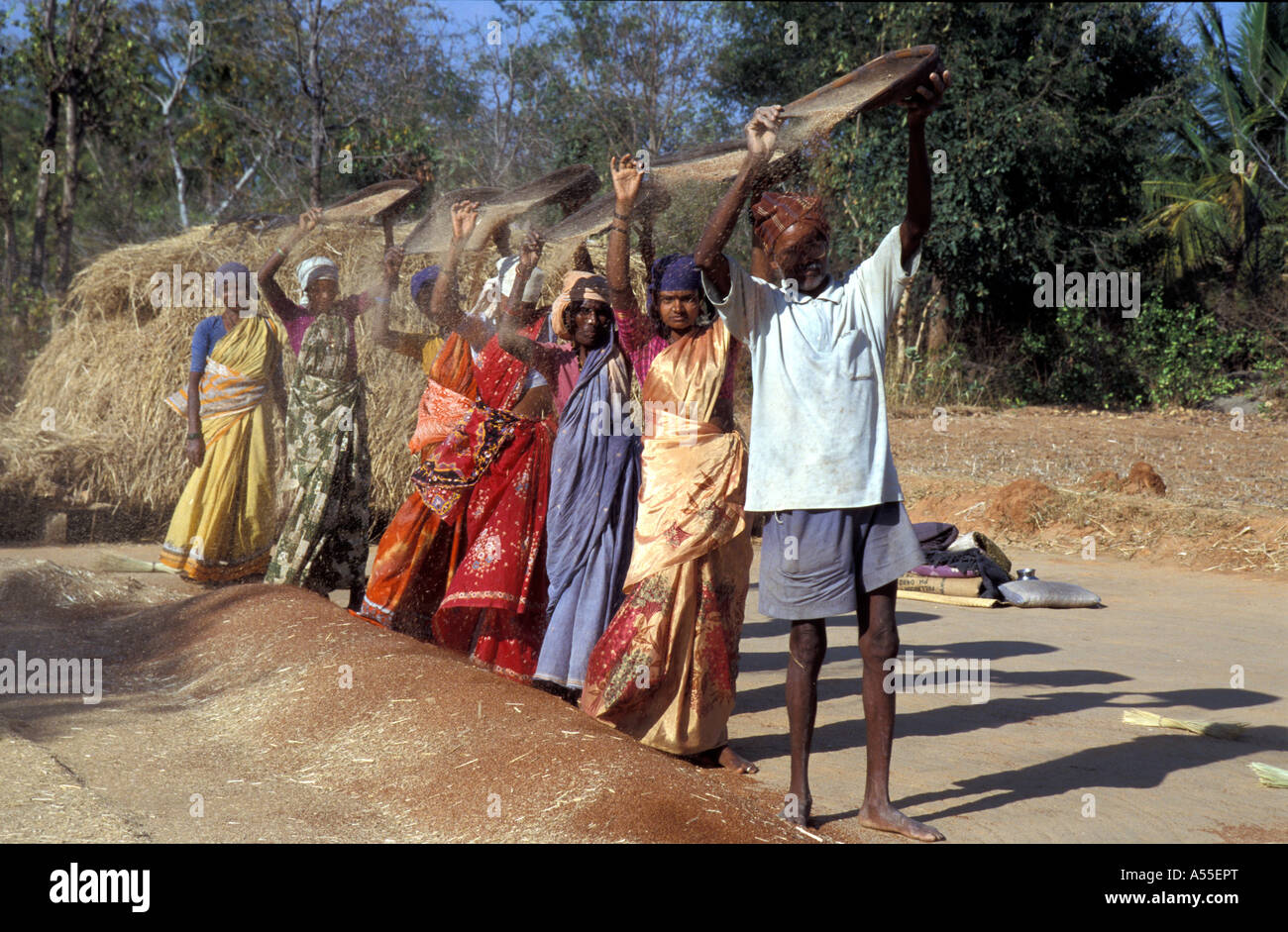 Ca nrarayanappa Painet0451 l'Inde avant le battage de la récolte de mil rouge village karnataka district krishnapura kolar 2003 Banque D'Images