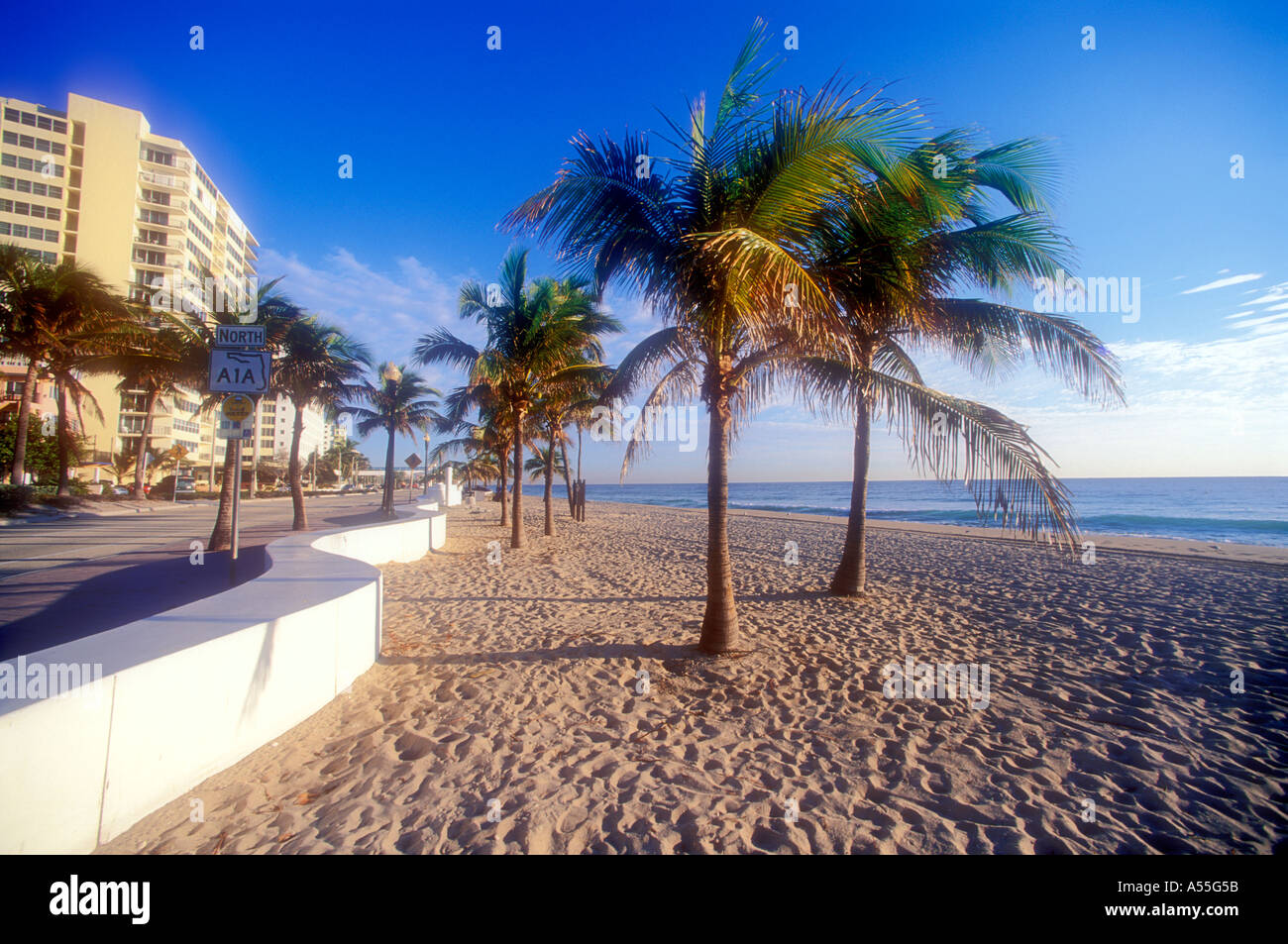 Palmiers sur la plage à Ft Lauderdale Florida USA Banque D'Images