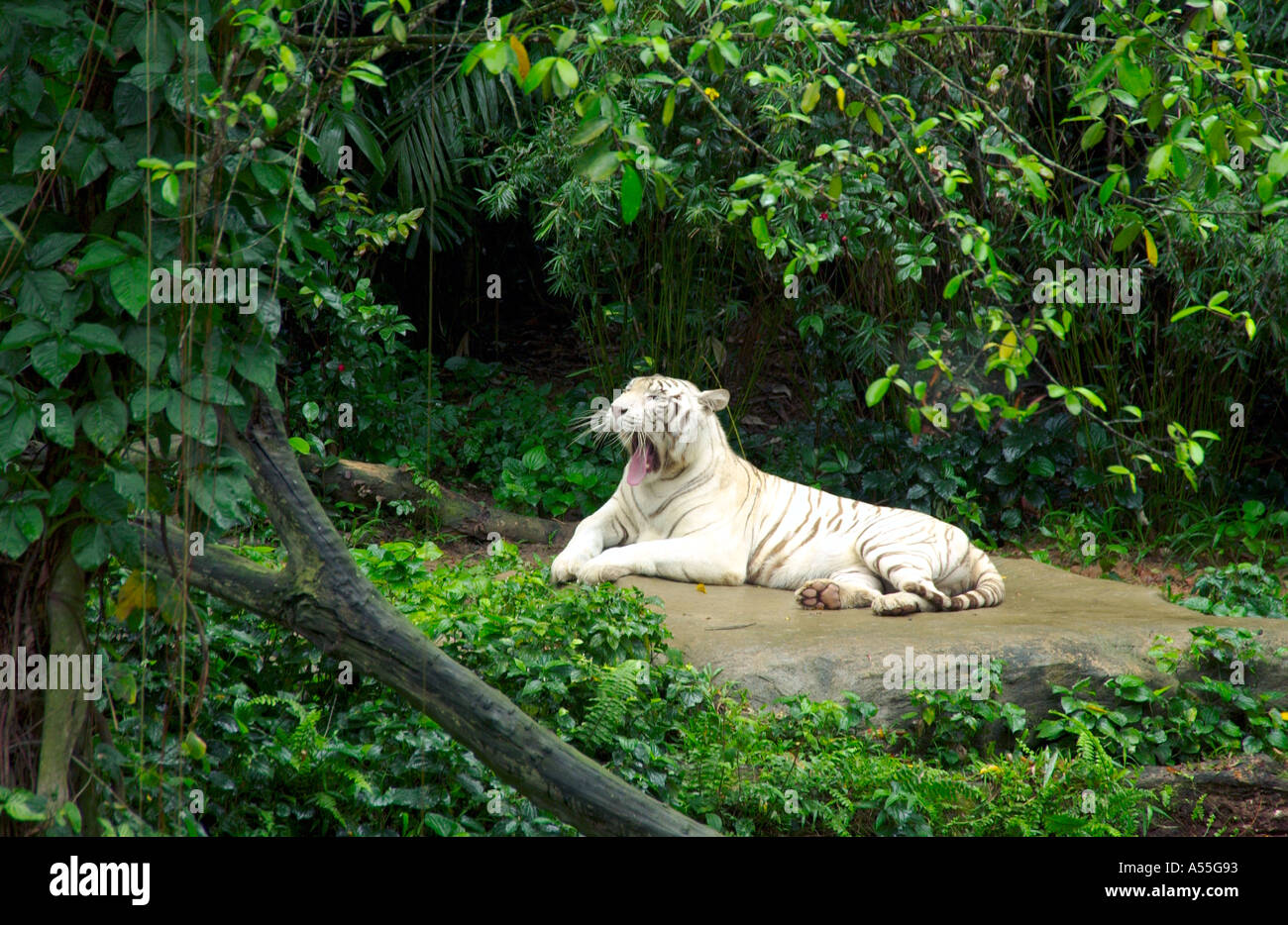 Le tigre blanc au Zoo de Singapour Banque D'Images