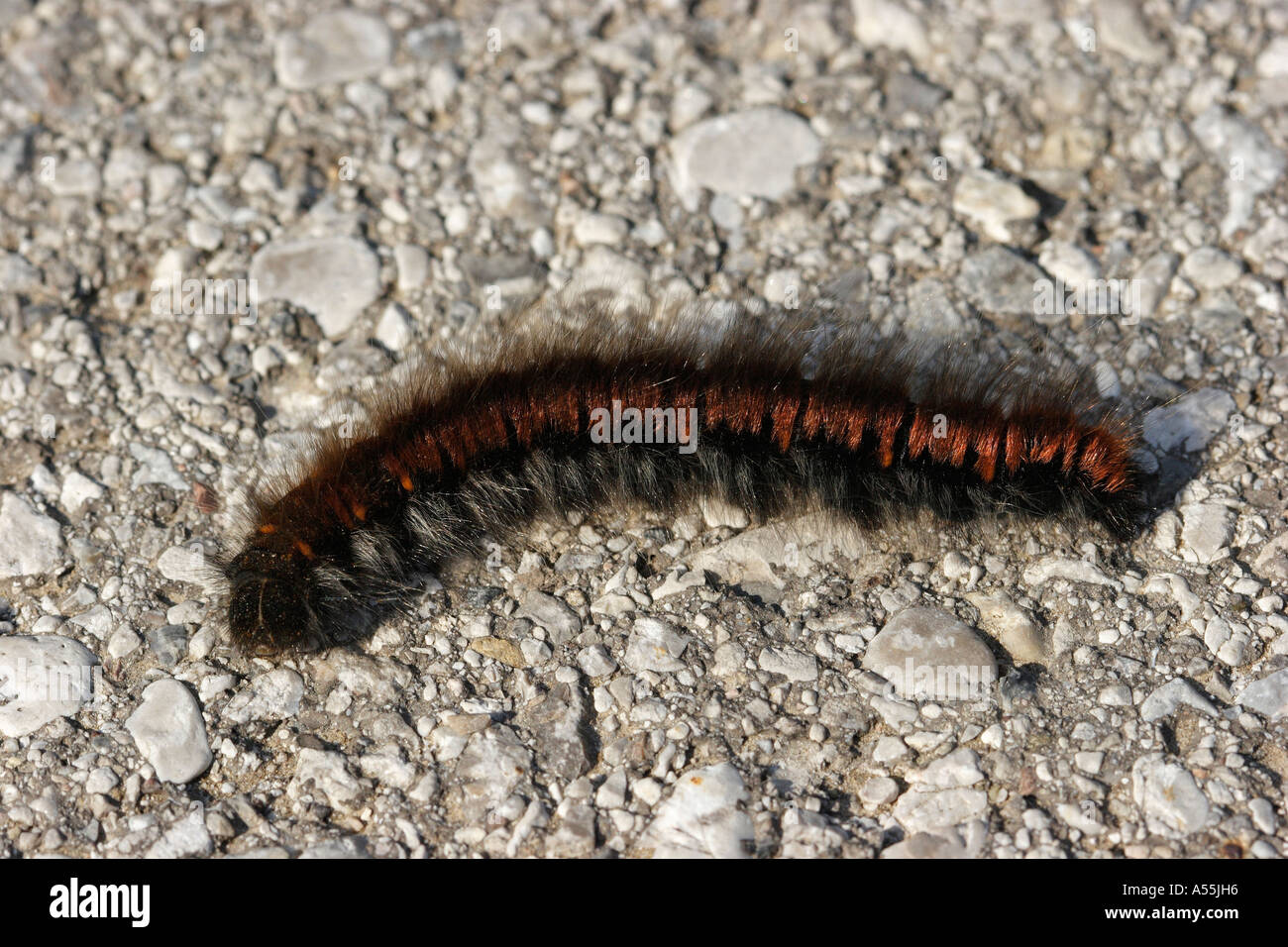 Fox Moth macrothylacia rubi basse-autriche Banque D'Images