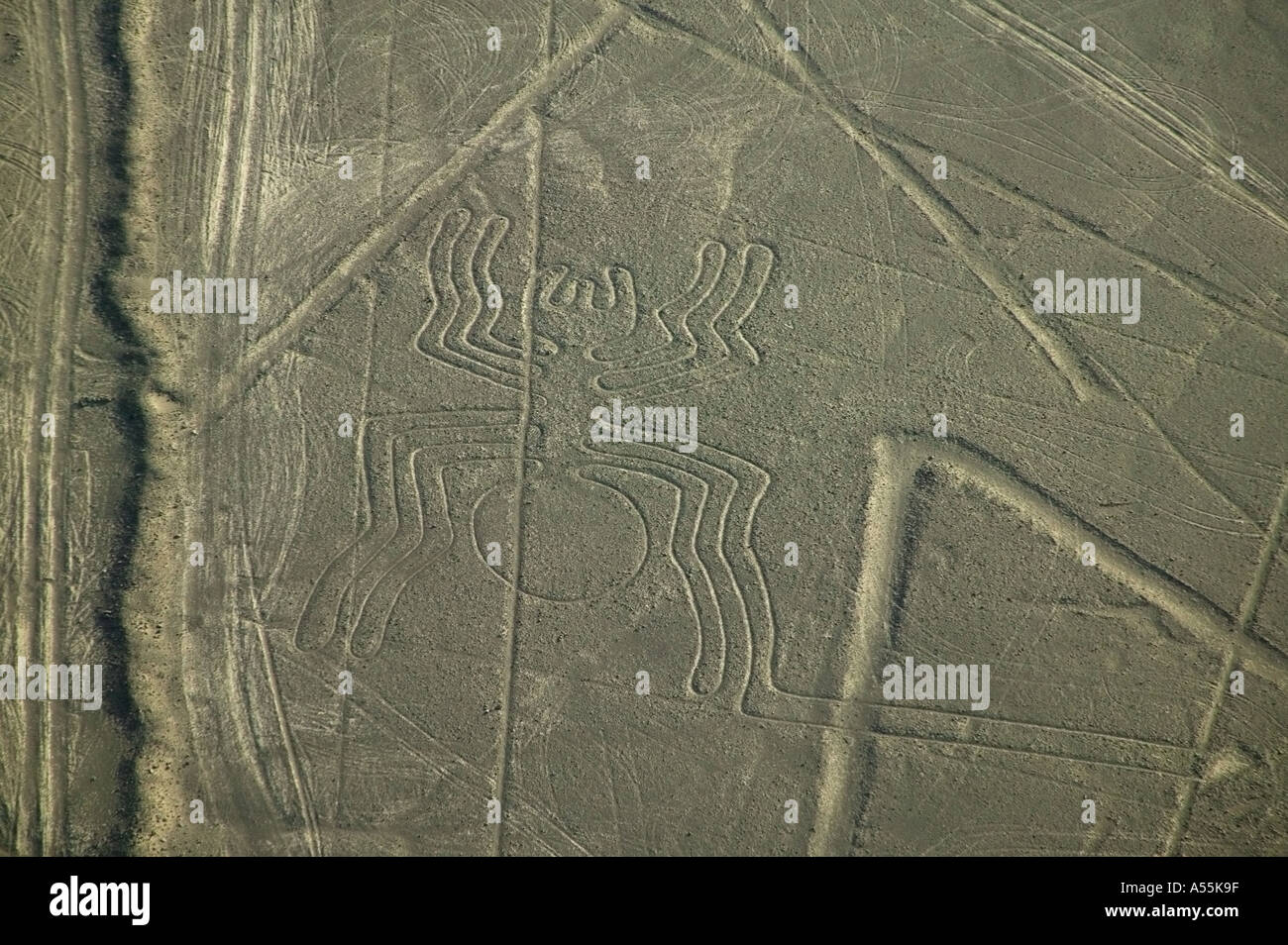 Vue aérienne de spider dimensions Lignes de Nazca au Pérou Banque D'Images
