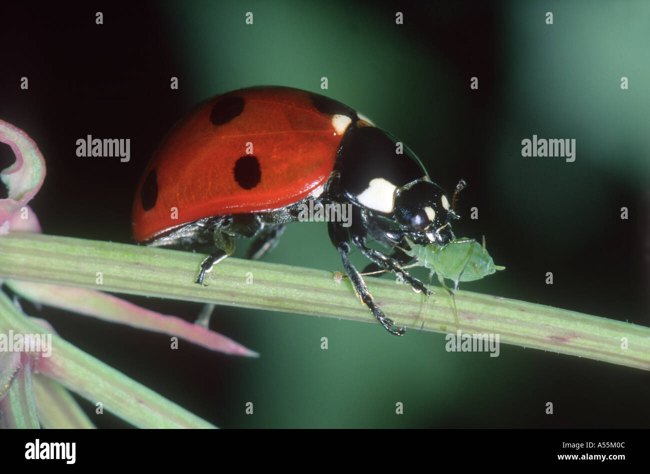 7-spot Ladybird, Coccinella 7-punctata. Un puceron de l'alimentation Banque D'Images