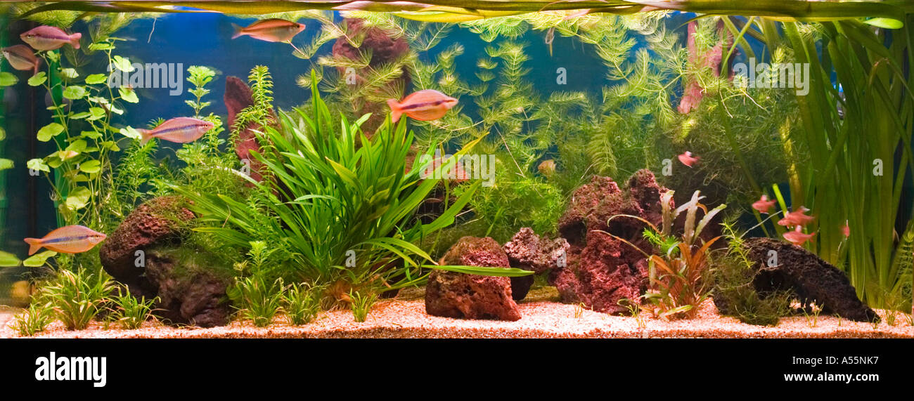 Aquarium d'eau douce Banque D'Images