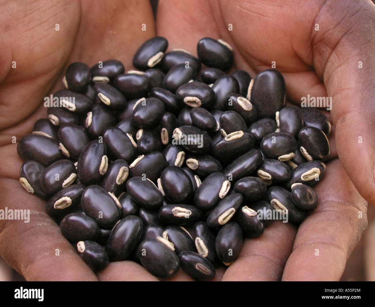 La Zambie est Painet1635 les fèves de velours noir améliore la fertilité du sol préparé comestibles au pays en développement, pays économiquement moins Banque D'Images