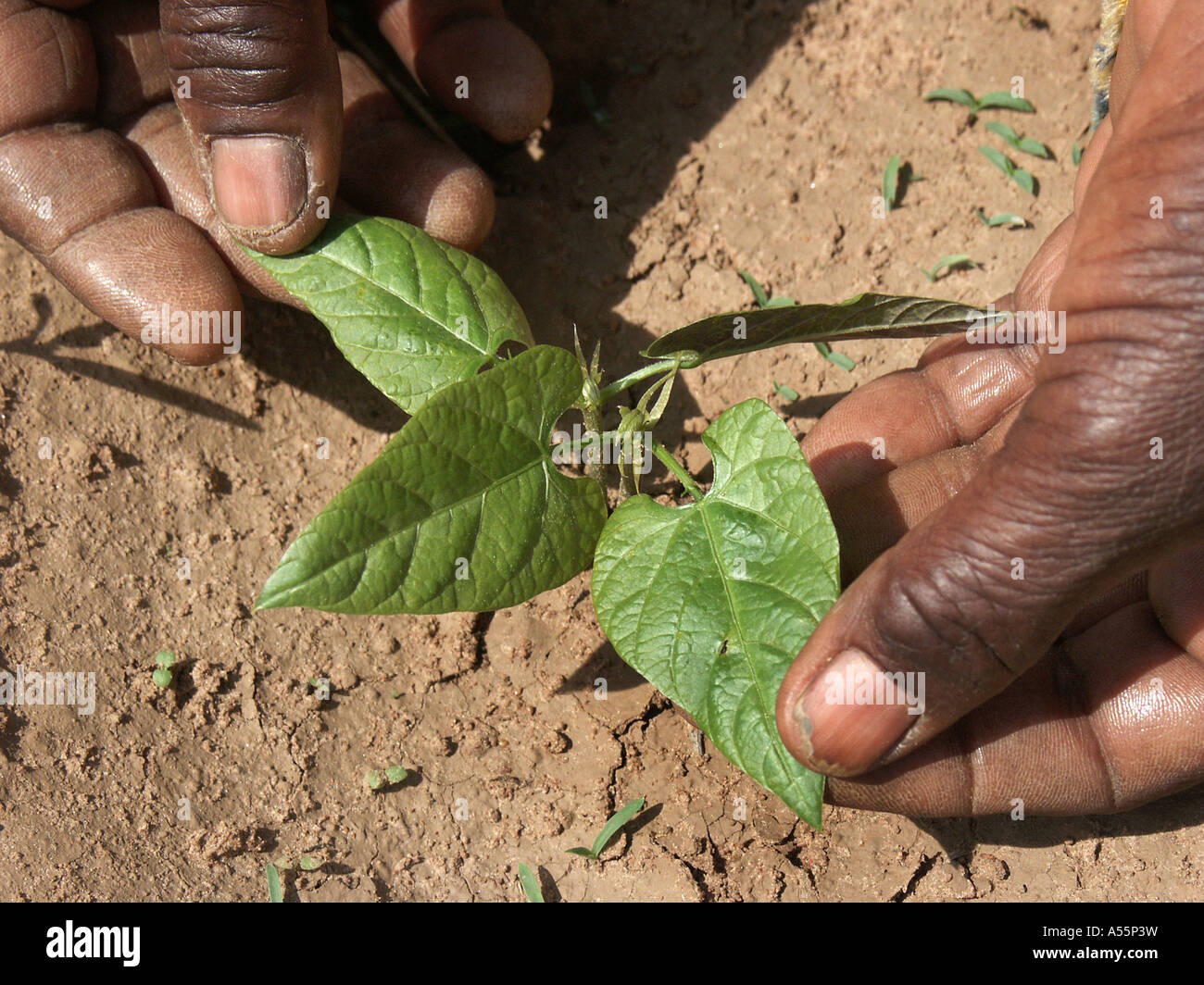 La Zambie est Painet1643 vert semis haricots veloutés au pays en développement, de pays moins développés économiquement émergentes de la culture Banque D'Images