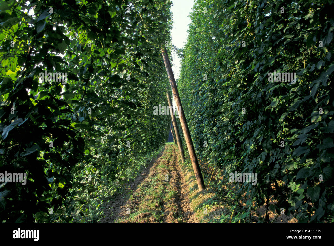 Le houblon Hallertau terrain Allemagne Bavière Banque D'Images