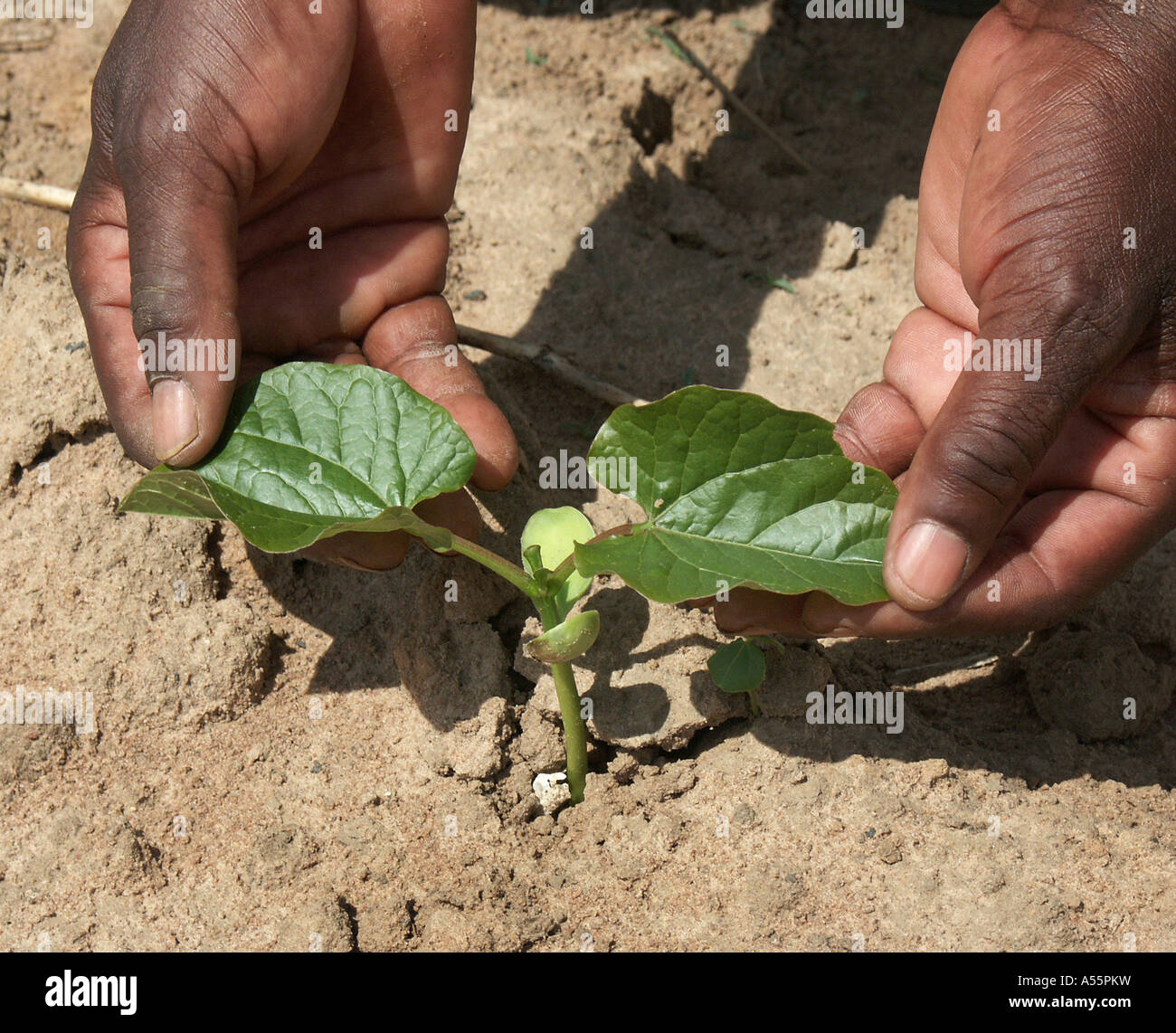 Est Painet1671 Zambie Lusaka des semis de haricots de velours vert au pays en développement, de pays moins développés économiquement de la culture Banque D'Images