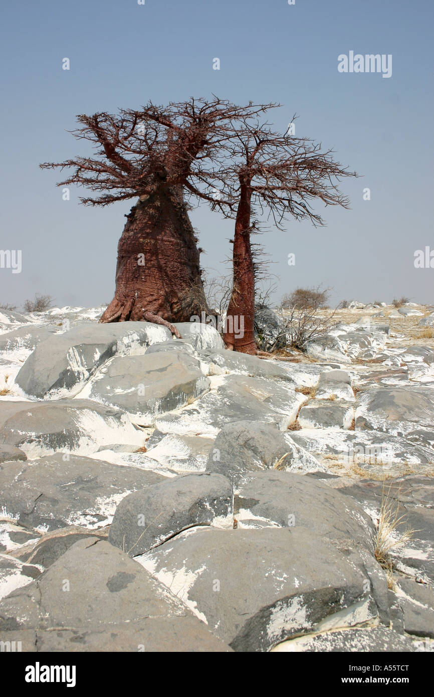 Baobab Botswana Banque D'Images