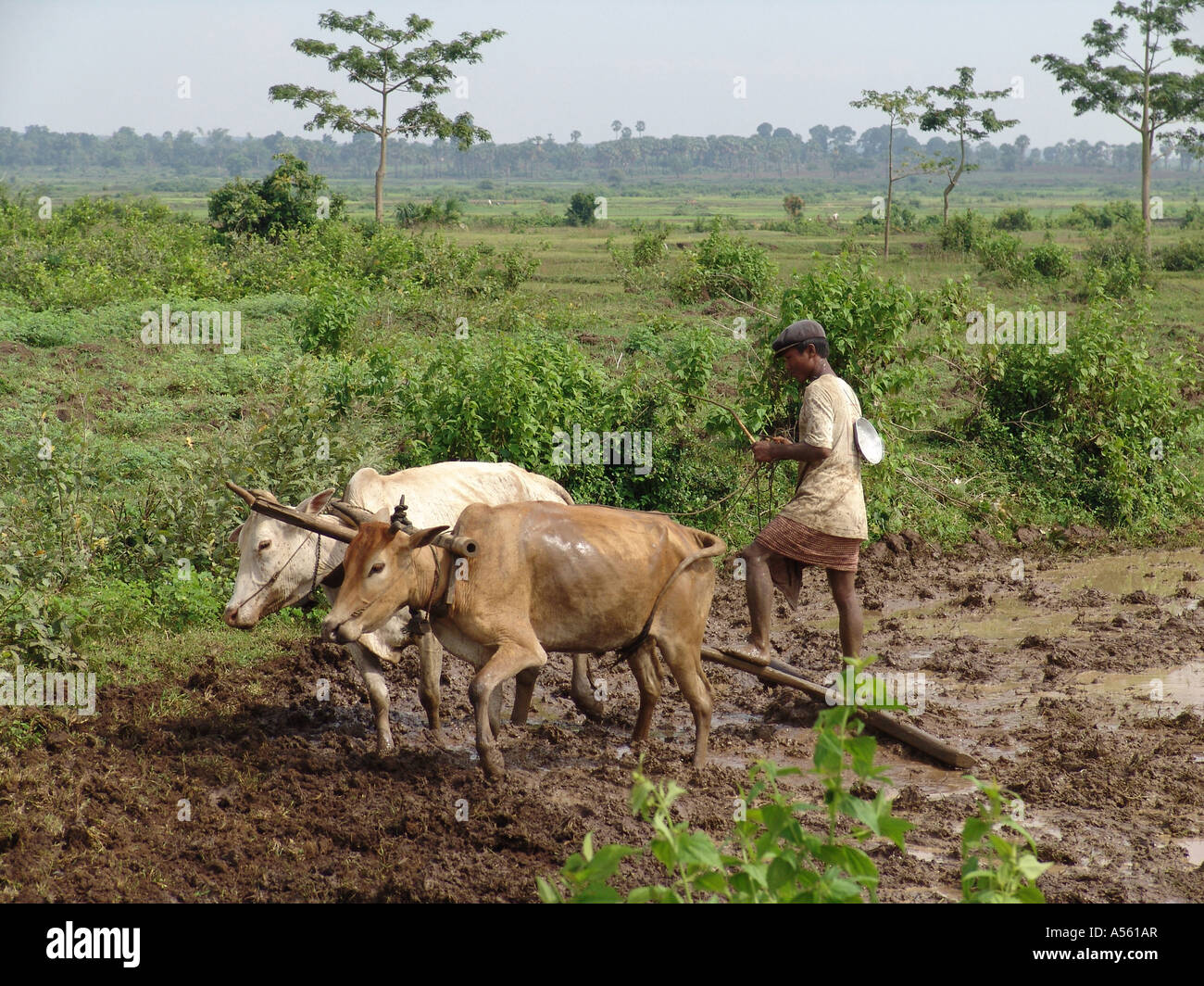 Painet ix1939 Cambodge farmer pour préparer les terres pour les semis de riz de Kampong Thom au pays en développement, pays économiquement moins Banque D'Images