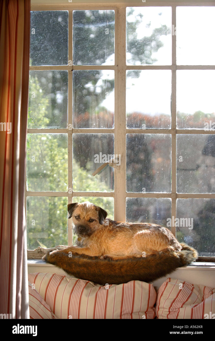 Un BORDER TERRIER DOG REPOSANT SUR UN APPUI DE FENÊTRE UK Banque D'Images