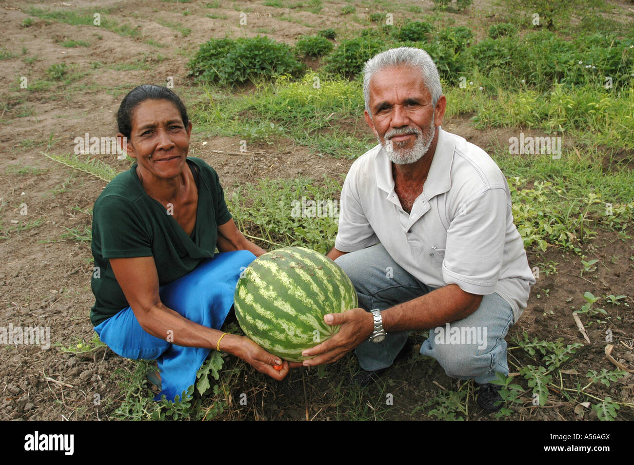 Painet iy8215 couple Brésil agriculteur cultivant petit morceau terre tinbo pernambuco quilombo quilombos d'abord établis Banque D'Images