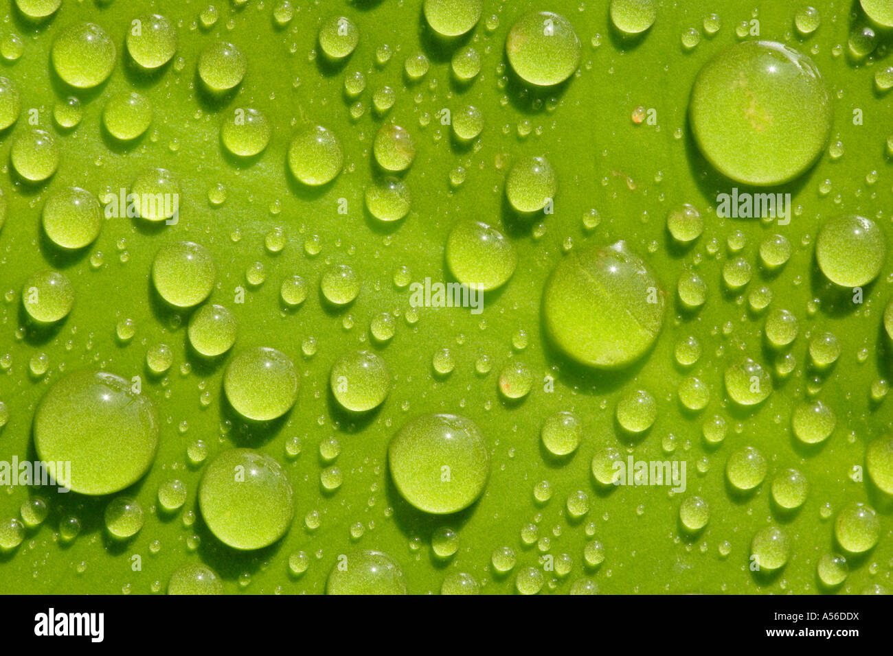 Regentropen Blatt auf einem Alb Schwaebische Deutschland gouttes de pluie sur une feuille Schwaebische Alb Allemagne Banque D'Images