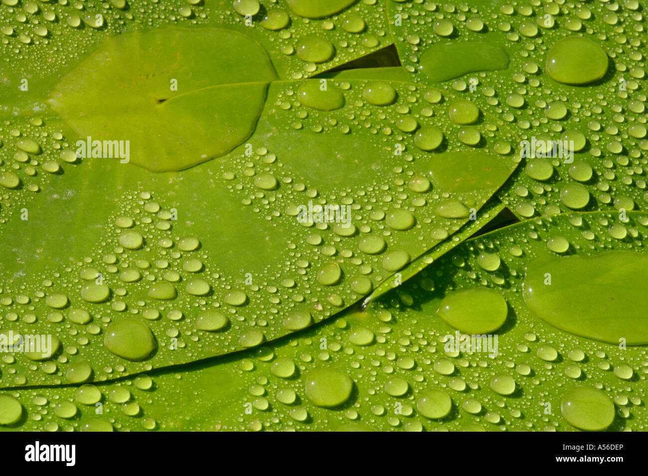 Regentropen Seerosenblaettern in Deutschland gouttes de pluie sur les feuilles de nénuphar, Allemagne Banque D'Images