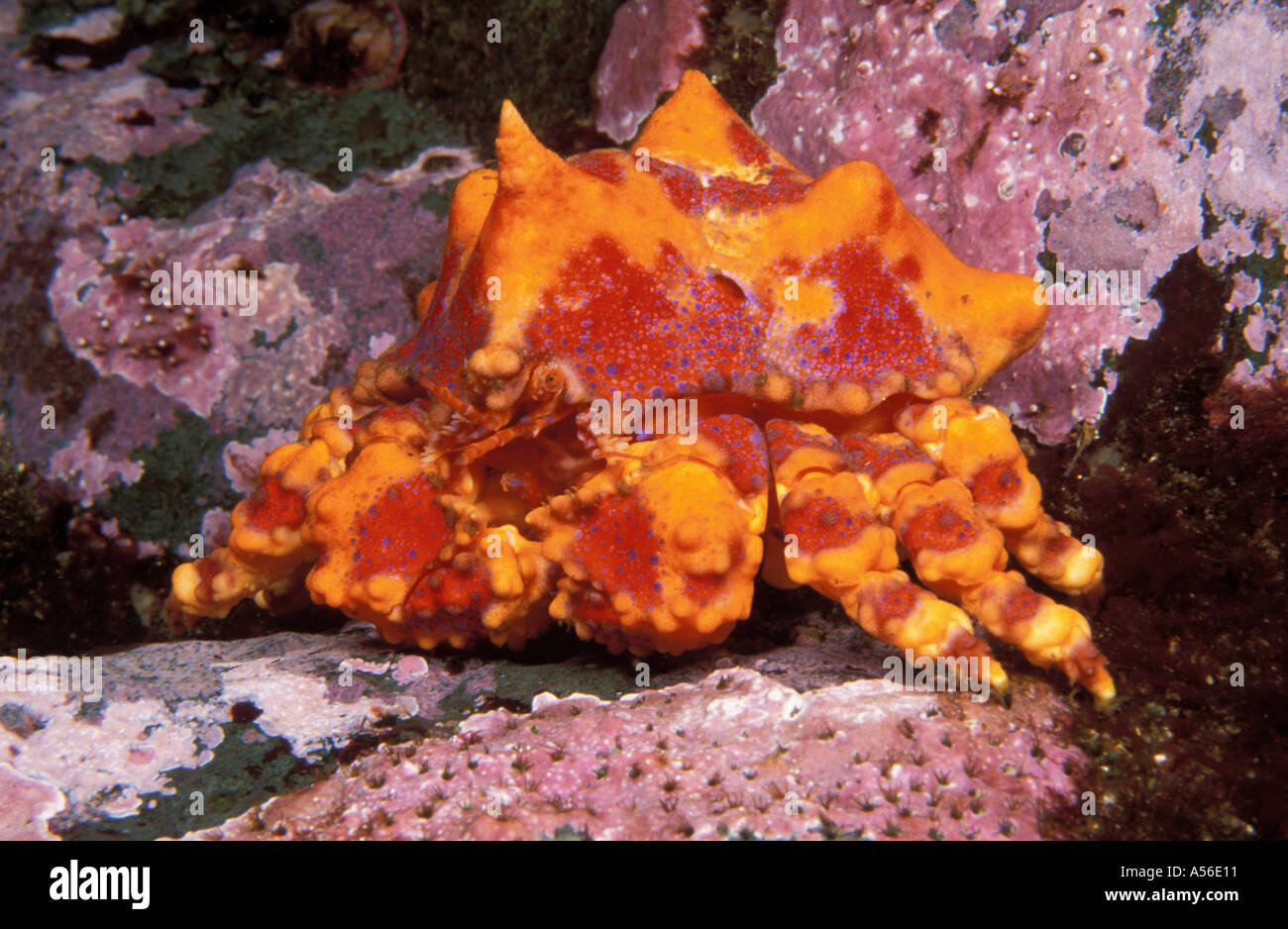 Puget Sound King Crab Lopholithodes mandtii Banque D'Images