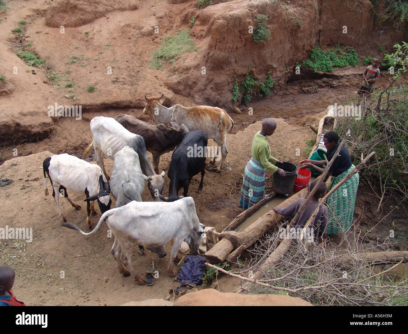 Iy8556 bovins Painet Tanzanie l'eau potable par kansay trou seau sera ngorongoro jusqu'à milles familles maisons de façon Banque D'Images