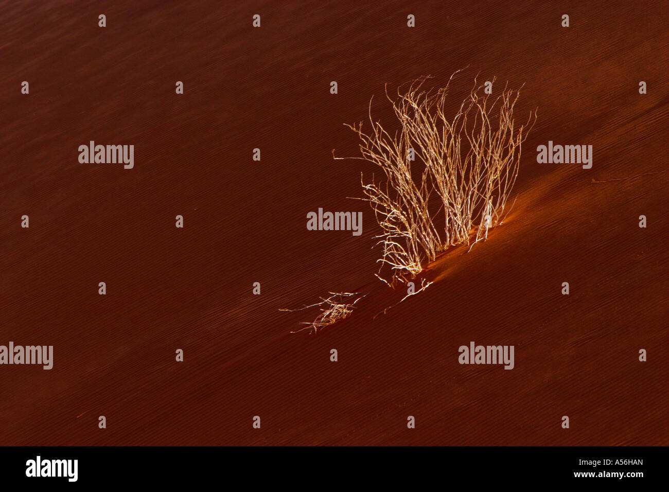 Arbuste flétri sur une dune de sable Sossusvlei désert du Namib Namibie Afrique du Sud Banque D'Images
