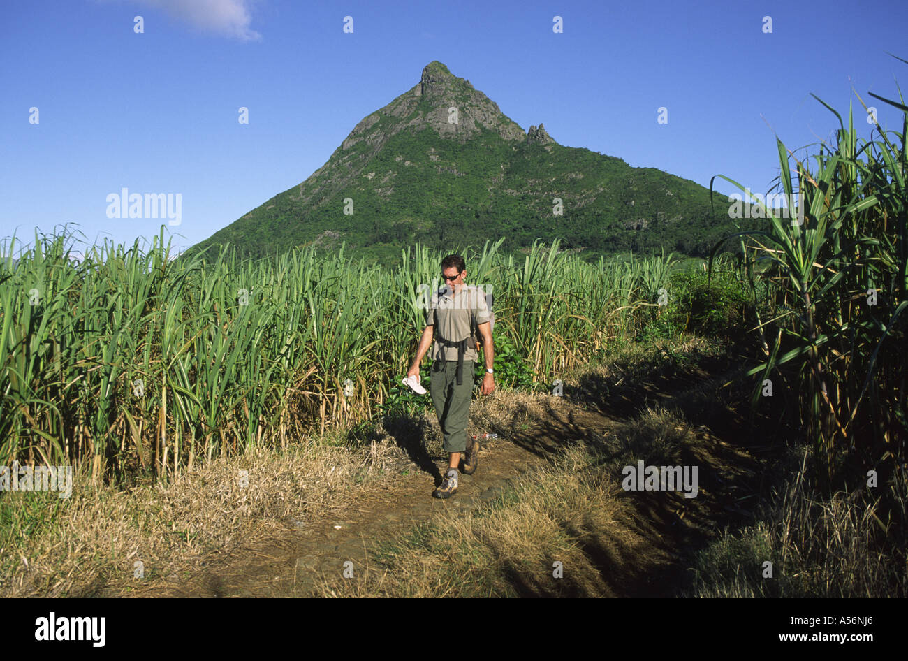 Pic des Guibies, Maurice Banque D'Images