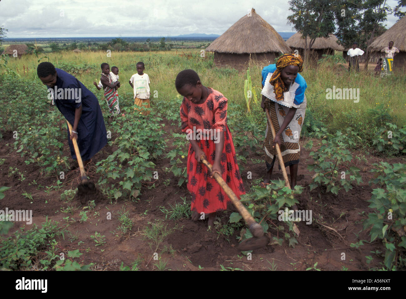 Painet iy8840 3761 Tanzanie famille cultivant la terre issenye au pays en développement, de pays moins développés économiquement de la culture Banque D'Images