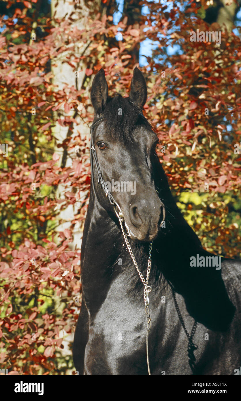 Friesenpferd Cheval Frison Banque D'Images