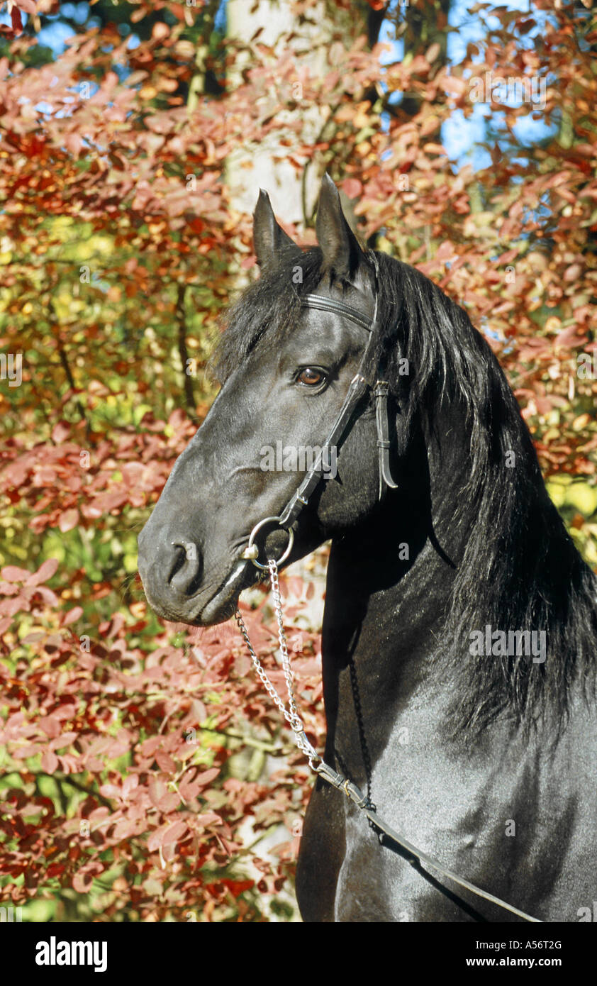 Friesenpferd Cheval Frison Banque D'Images