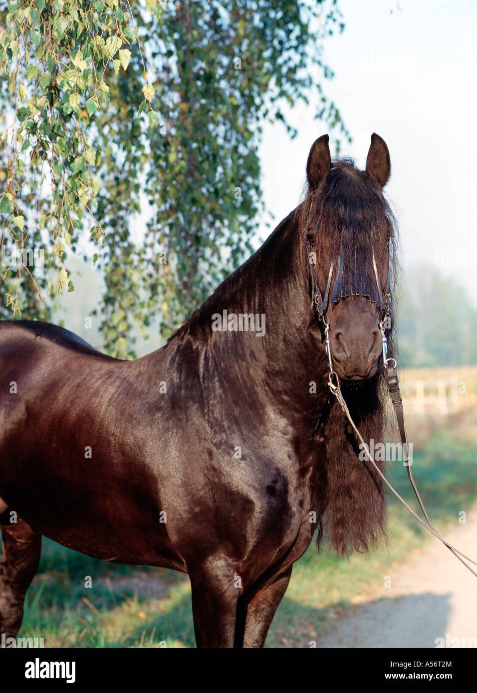 Friese friesenpferd friesian horse noir hengst 6 jaehrig Banque D'Images