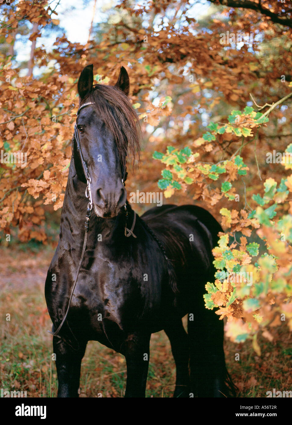 Friese friesenpferd friesian horse noir Stute 6 jaehrig Banque D'Images