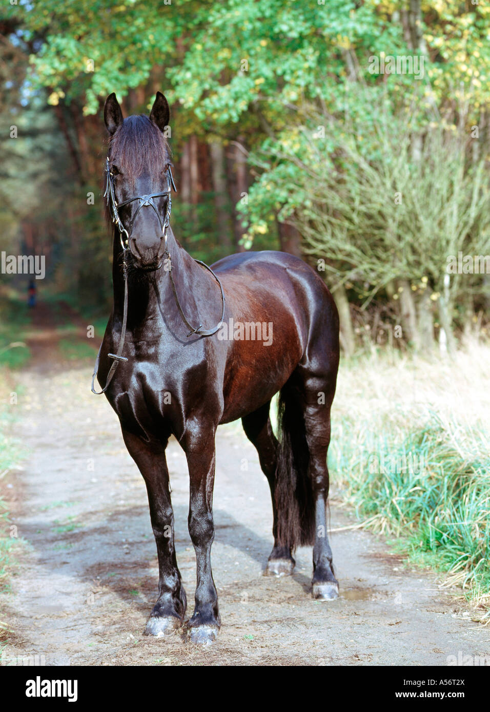 Friese friesenpferd friesian horse noir hengst 6 jaehrig Banque D'Images