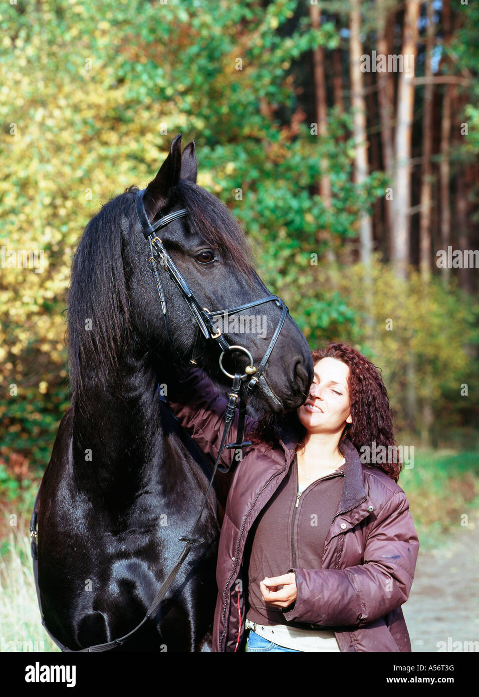 Friese friesenpferd friesian horse noir hengst 6 jaehrig Banque D'Images