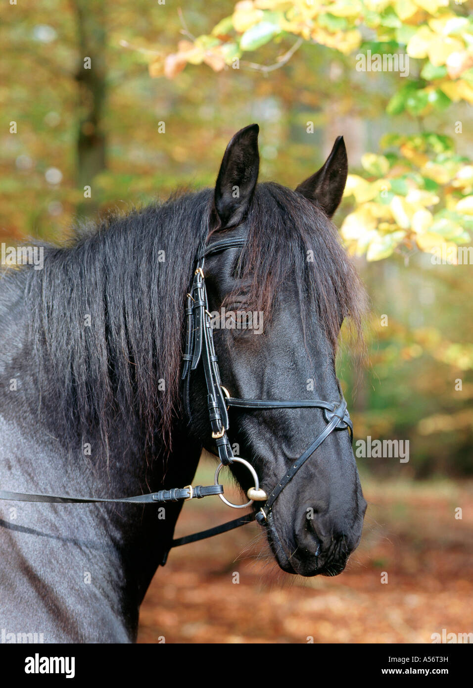 Friese friesenpferd friesian horse noir hengst 6 jaehrig Banque D'Images
