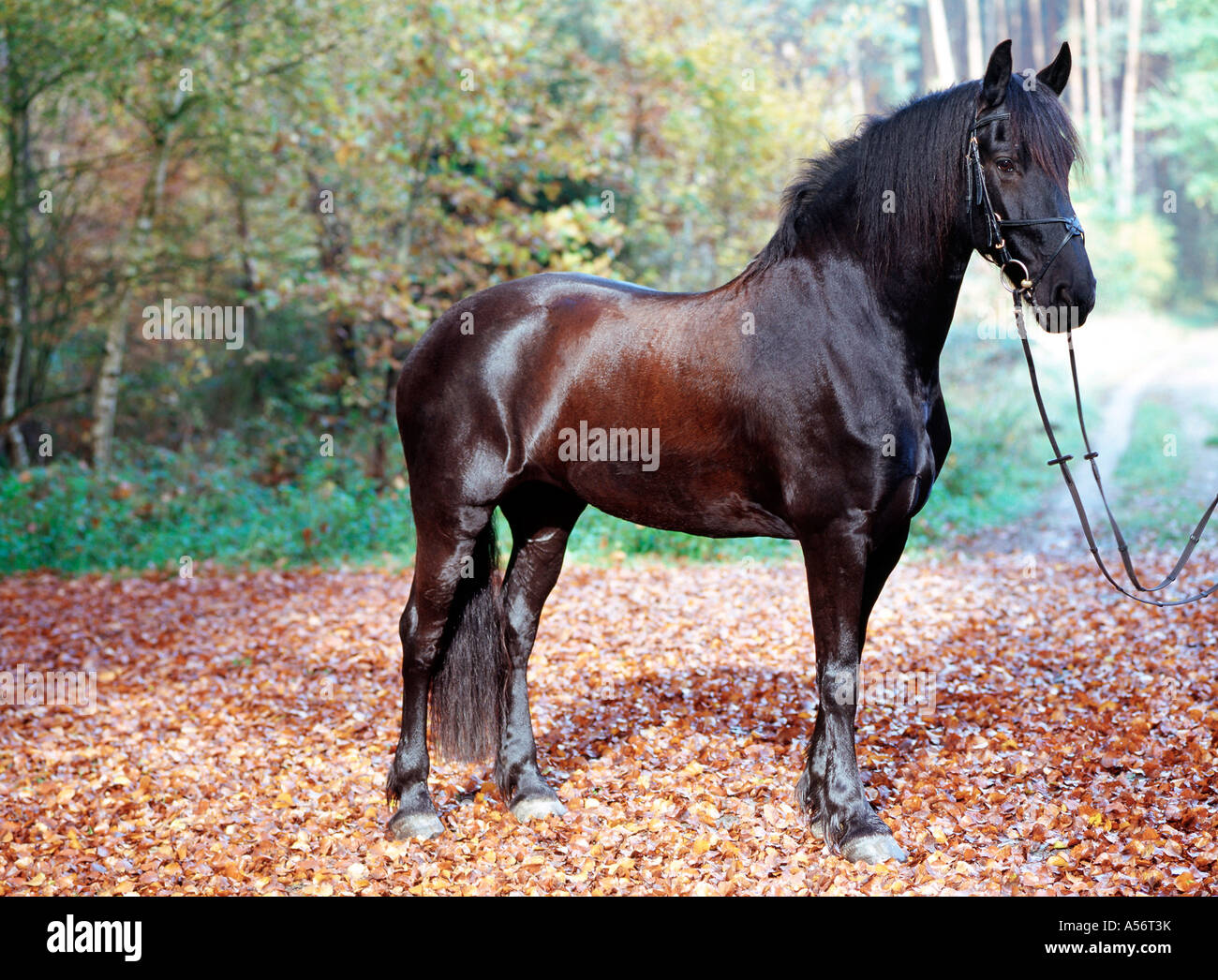 Friese friesenpferd friesian horse noir Stute 6 jaehrig Banque D'Images